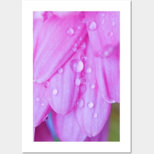 Water droplets on a pink flower Posters and Art